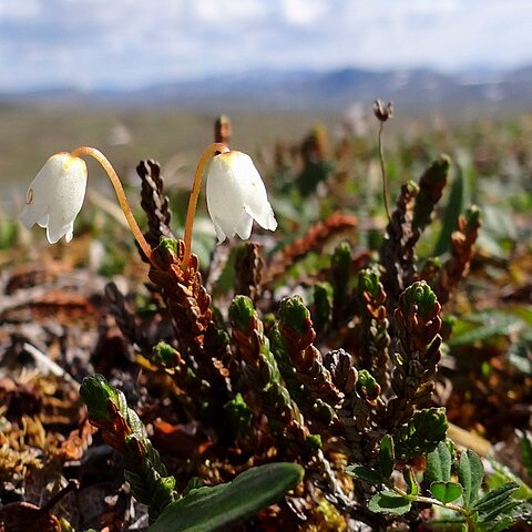 Cassiope tetragona unspecified picture