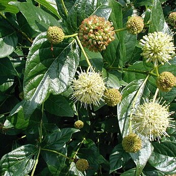 Cephalanthus unspecified picture