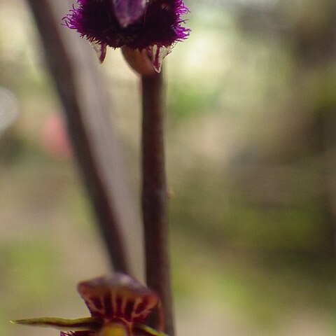 Bulbophyllum fayi unspecified picture