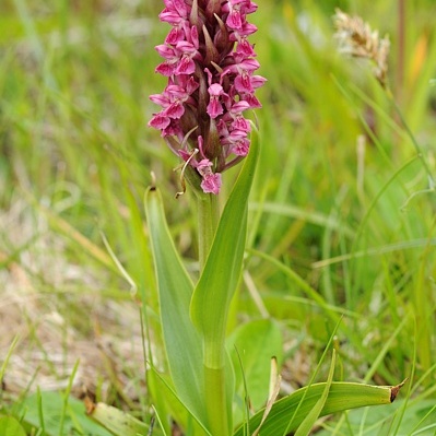 Dactylorhiza incarnata subsp. coccinea unspecified picture