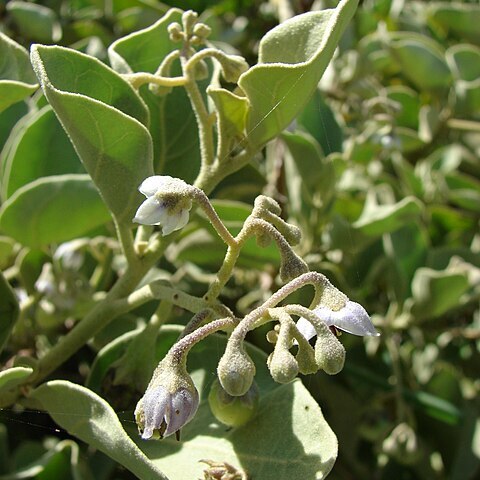 Solanum nelsonii unspecified picture