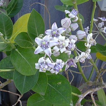 Calotropis unspecified picture