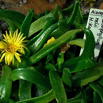 Glottiphyllum nelii unspecified picture