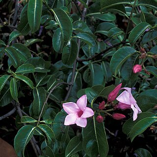 Cryptostegia grandiflora unspecified picture