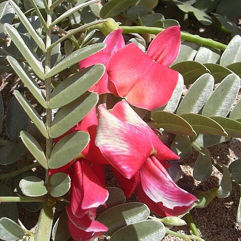 Sesbania tomentosa unspecified picture