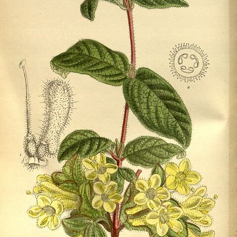 Lonicera hispida unspecified picture