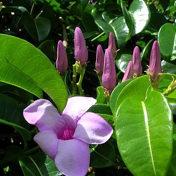 Cryptostegia unspecified picture