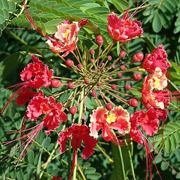 Caesalpinia unspecified picture