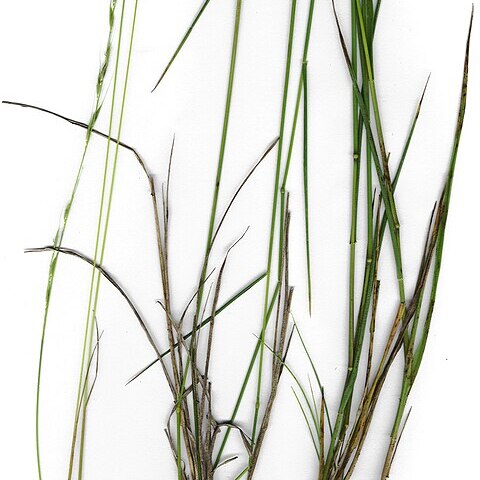 Ehrharta stipoides unspecified picture