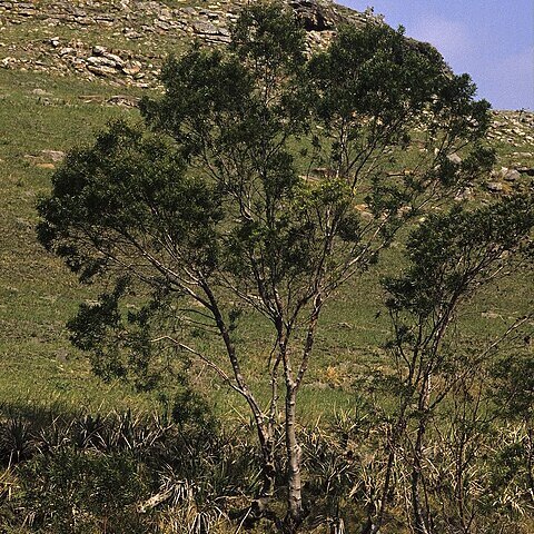 Leucadendron pondoense unspecified picture