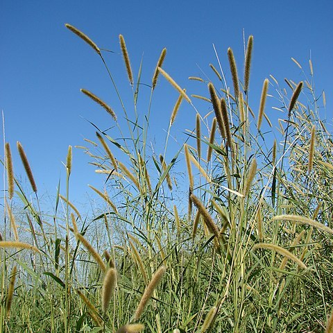 Pennisetum purpureum unspecified picture