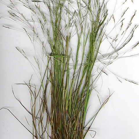 Agrostis avenacea unspecified picture