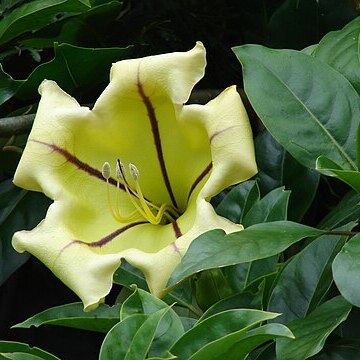 Solandra unspecified picture