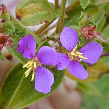 Tibouchina herbacea unspecified picture