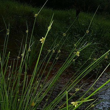 Schoenoplectiella purshiana unspecified picture