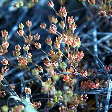 Androsace occidentalis unspecified picture