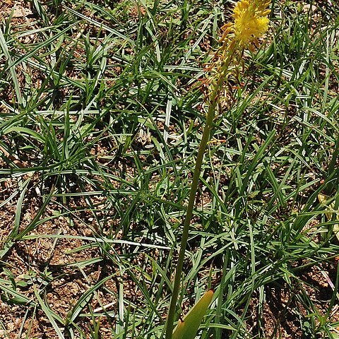 Bulbine latifolia unspecified picture