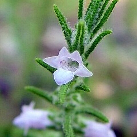 Chloanthes parviflora unspecified picture