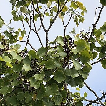 Cheirodendron platyphyllum unspecified picture