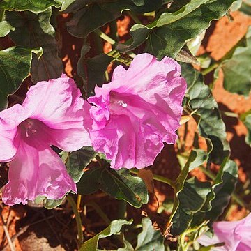 Ipomoea muelleri unspecified picture