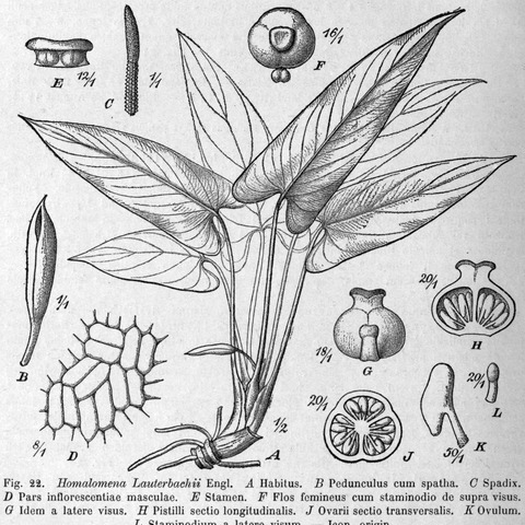 Homalomena lauterbachii unspecified picture