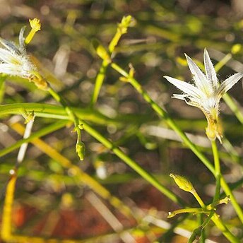 Scaevola depauperata unspecified picture