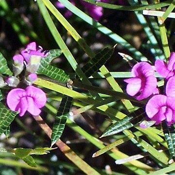 Mirbelia rubiifolia unspecified picture