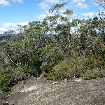 Eucalyptus codonocarpa unspecified picture