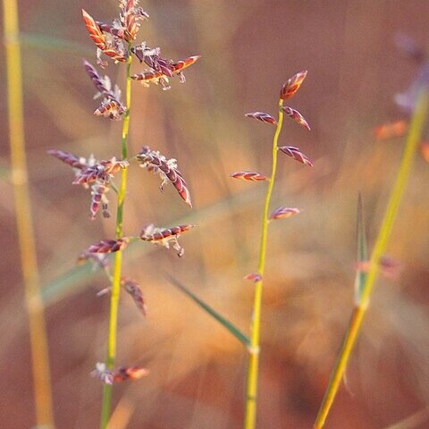 Eragrostis eriopoda unspecified picture