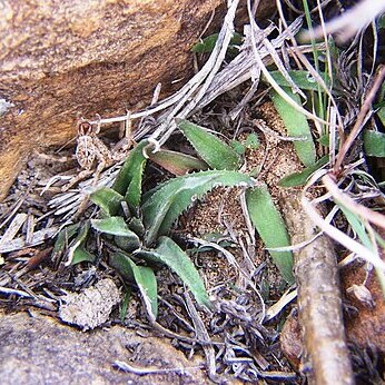 Haworthia floribunda unspecified picture