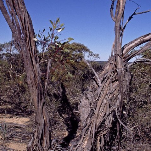 Eucalyptus ceratocorys unspecified picture