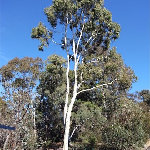 Eucalyptus argophloia unspecified picture