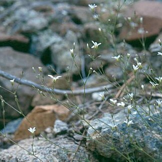 Minuartia stolonifera unspecified picture