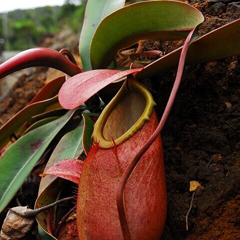 Nepenthes merrilliana unspecified picture