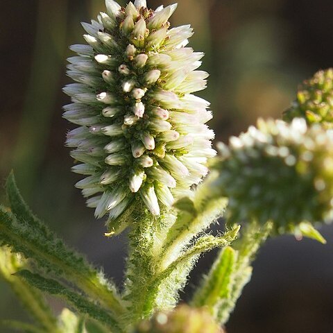 Pterocaulon serrulatum unspecified picture