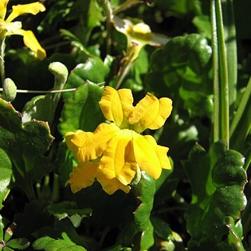 Goodenia hederacea unspecified picture