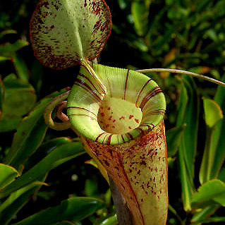 Nepenthes x hookeriana unspecified picture