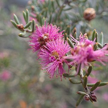 Melaleuca concinna unspecified picture