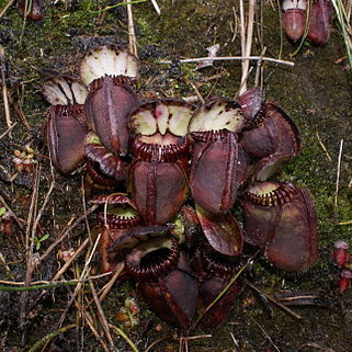 Cephalotus follicularis unspecified picture