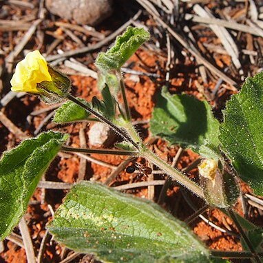 Abutilon cryptopetalum unspecified picture