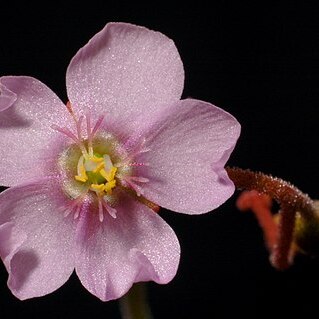 Drosera natalensis unspecified picture