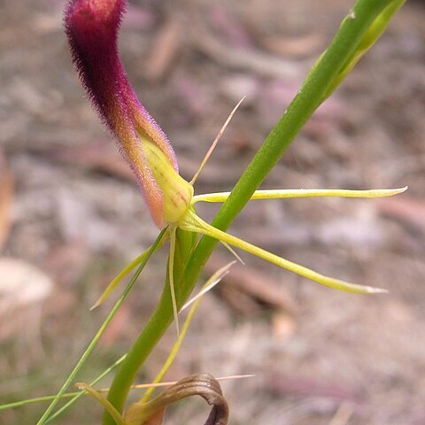 Cryptostylis hunteriana unspecified picture