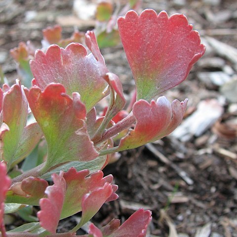 Adenanthos cuneatus unspecified picture