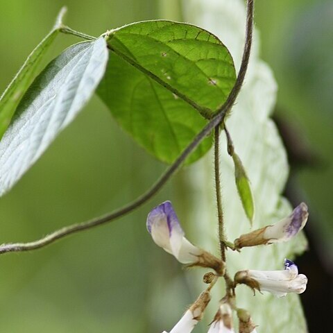 Amphicarpaea bracteata subsp. edgeworthii unspecified picture