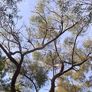 Eucalyptus sparsifolia unspecified picture