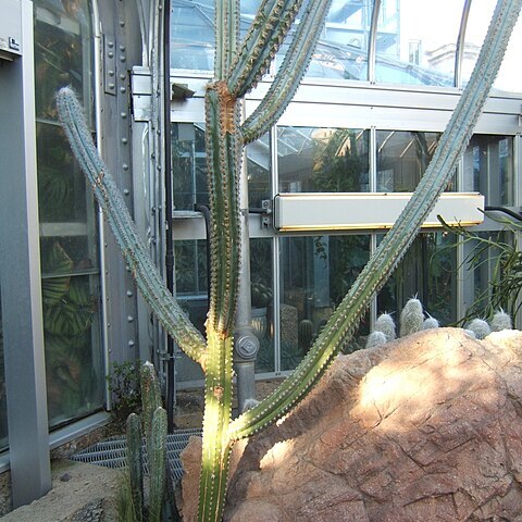 Pilosocereus fulvilanatus unspecified picture