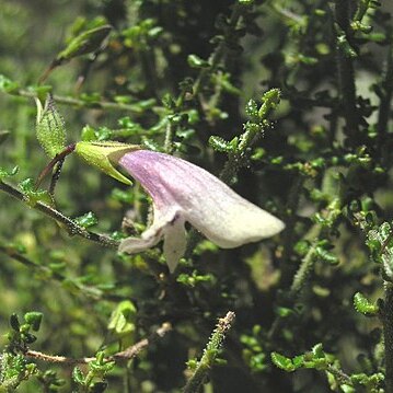 Prostanthera chlorantha unspecified picture