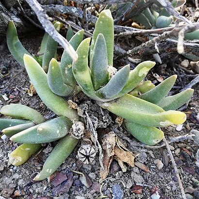 Glottiphyllum fergusoniae unspecified picture