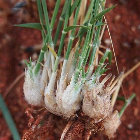 Eragrostis eriopoda unspecified picture