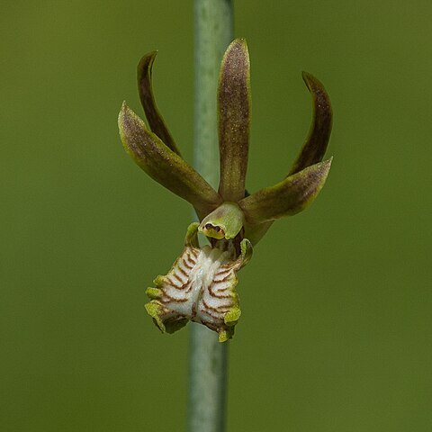 Eulophia andamanensis unspecified picture